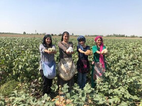 نساجی سنتی و پنبه‌های خودرنگ گلستان، موتور محرک صادرات غیر نفتی