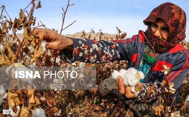 مهمترین راهکار برای بازگشت رونق پنبه به کشور چیست؟