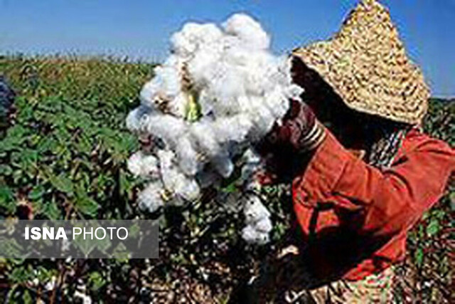 روزگار خاکسترنشینی طلای سفید تمام می شود؟/ عزم دولت برای احیای پنبه در گلستان