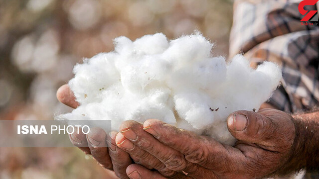 روزگار خاکسترنشینی طلای سفید تمام می شود؟/ عزم دولت برای احیای پنبه در گلستان
