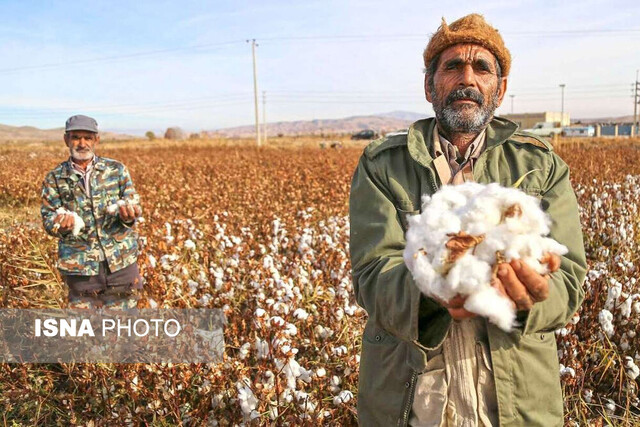 مهمترین راهکار برای بازگشت رونق پنبه به کشور چیست؟