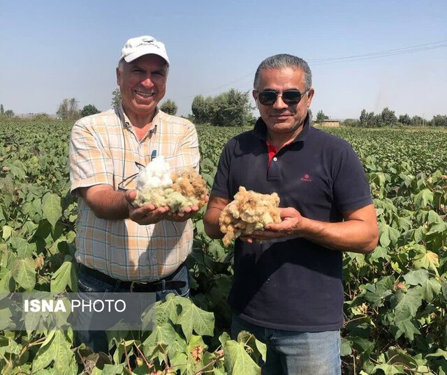روزگار خاکسترنشینی طلای سفید تمام می شود؟/ عزم دولت برای احیای پنبه در گلستان