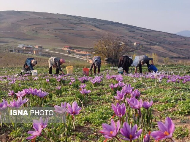 کشت موفق «طلای سرخ» به غرب گلستان رسید/ کشت زعفران شغل دوم درآمد اول