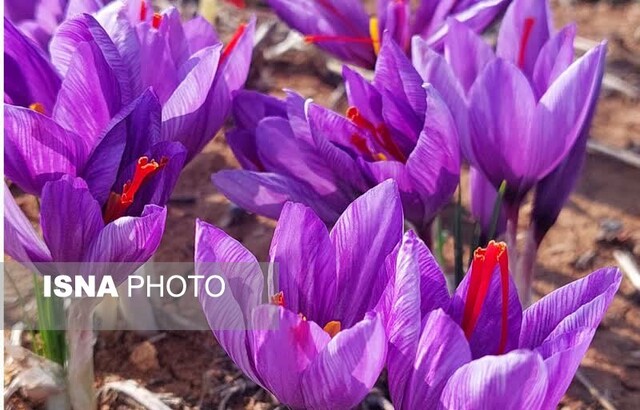 کشت موفق «طلای سرخ» به غرب گلستان رسید/ کشت زعفران شغل دوم درآمد اول