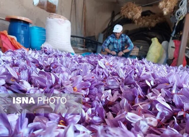 کشت موفق «طلای سرخ» به غرب گلستان رسید/ کشت زعفران شغل دوم درآمد اول