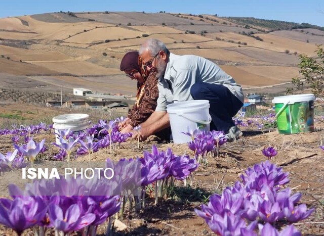 کشت موفق «طلای سرخ» به غرب گلستان رسید/ کشت زعفران شغل دوم درآمد اول