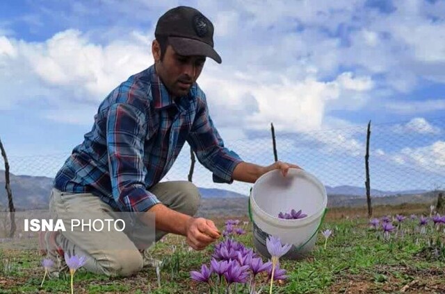 برداشت زعفران - کردکوی