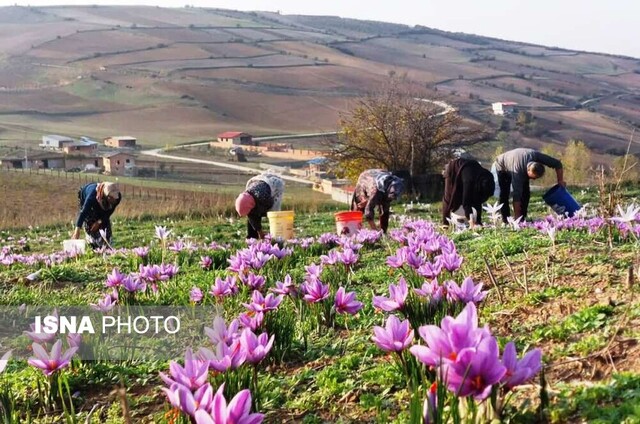 برداشت زعفران - کردکوی