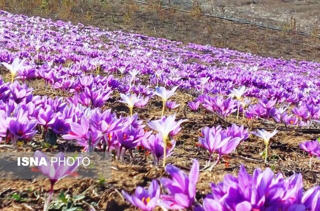 برداشت زعفران - کردکوی