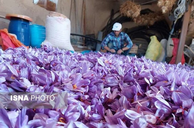 برداشت زعفران - کردکوی