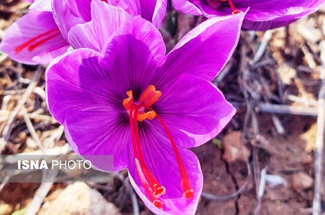 برداشت زعفران - کردکوی