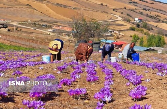 برداشت زعفران - کردکوی