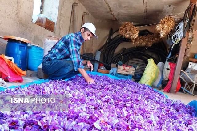 برداشت زعفران - کردکوی