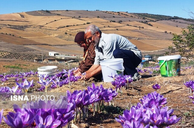 برداشت زعفران - کردکوی