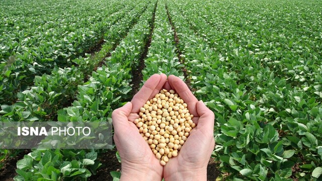 کاهش شدید کشت سویا در قطب تولید سویای کشور