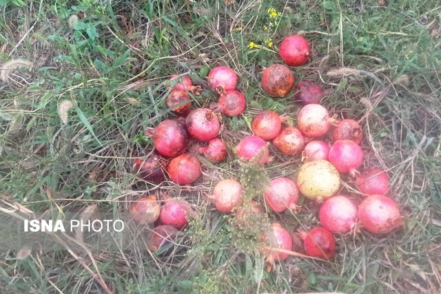 برداشت انار - گلستان