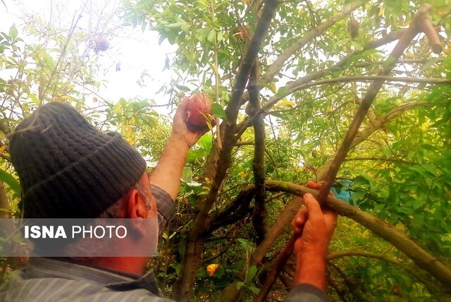 برداشت انار - گلستان