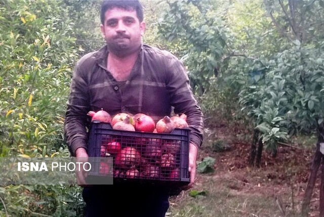 برداشت انار - گلستان