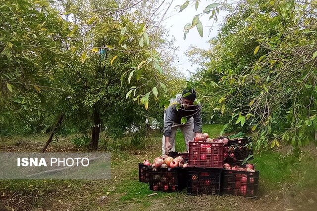 برداشت انار - گلستان