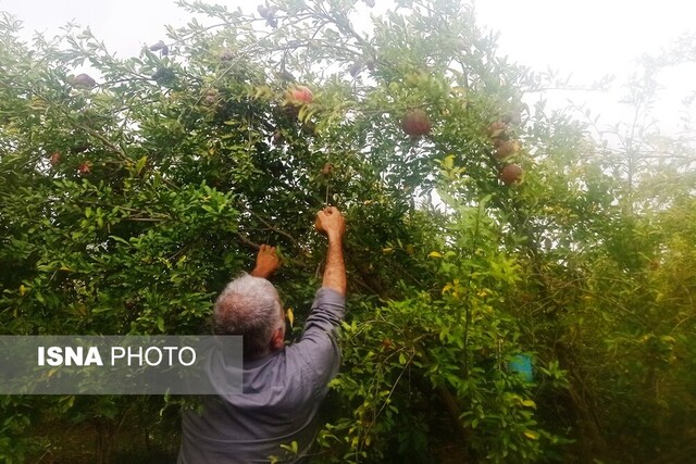 برداشت انار - گلستان