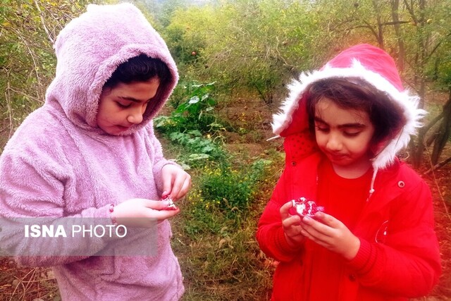 برداشت انار - گلستان