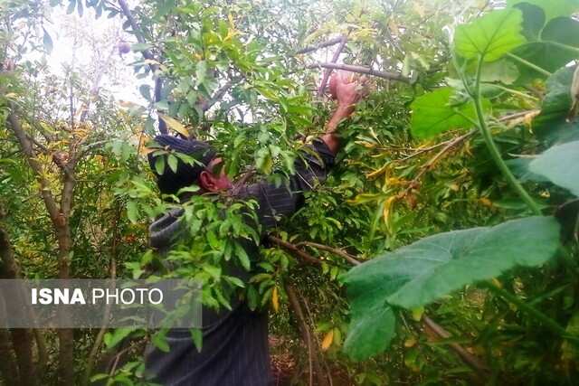 برداشت انار - گلستان