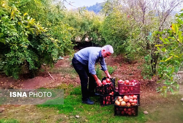 برداشت انار - گلستان