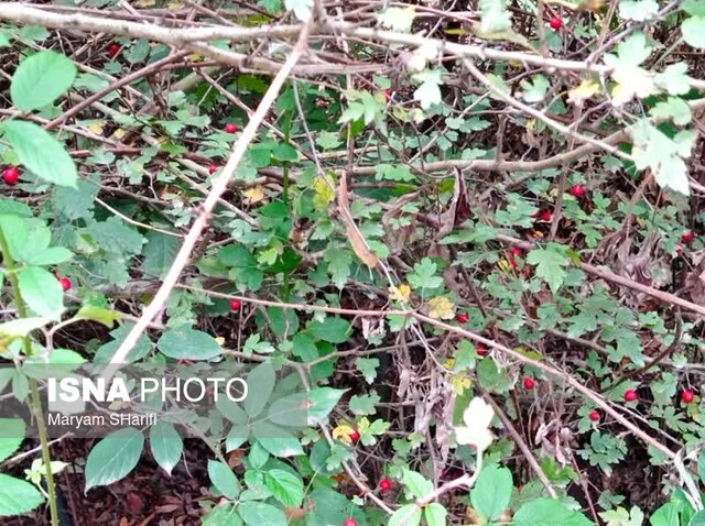 عشوه پاییز در جنگل «النگدره» گرگان