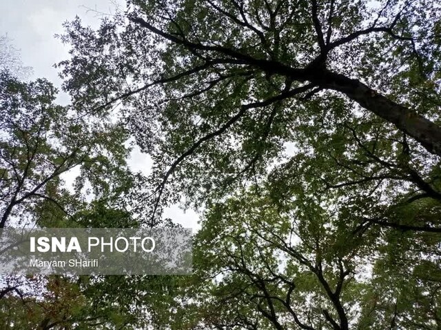 عشوه پاییز در جنگل «النگدره» گرگان