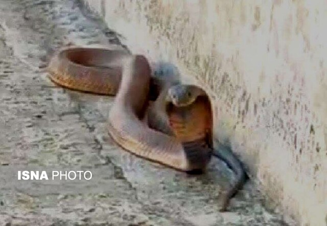 باز هم زندهگیری مار سمی در گرگان!