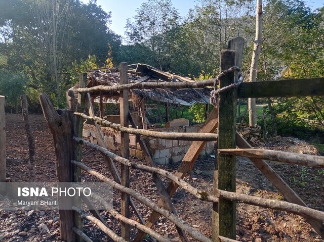 طبیعت گردی در جنگلهای هیرکانی - «نومل» گرگان