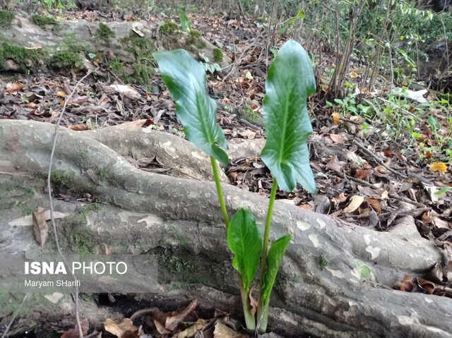 طبیعت گردی در جنگلهای هیرکانی - «نومل» گرگان