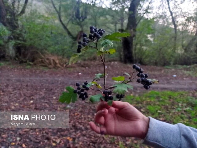 طبیعت گردی در جنگلهای هیرکانی - «نومل» گرگان