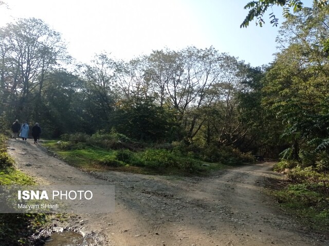 طبیعت گردی در جنگلهای هیرکانی - «نومل» گرگان