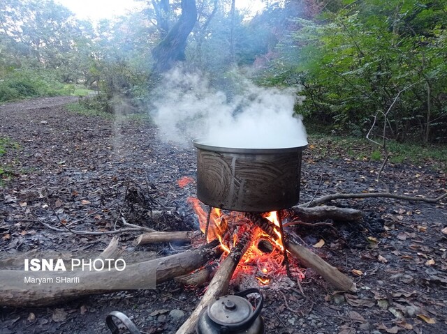 طبیعت گردی در جنگلهای هیرکانی - «نومل» گرگان