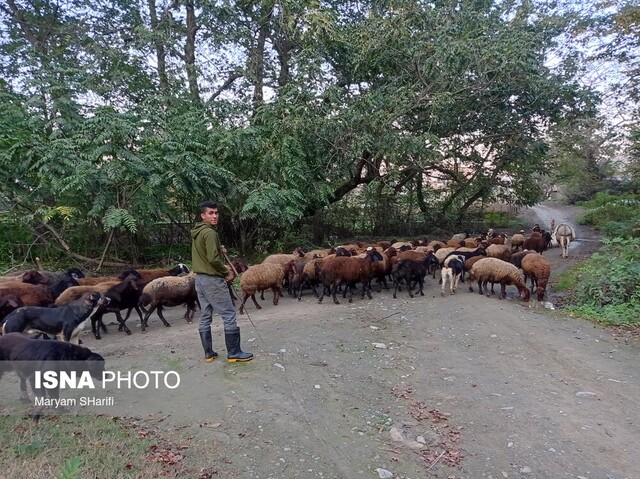 طبیعت گردی در جنگلهای هیرکانی - «نومل» گرگان