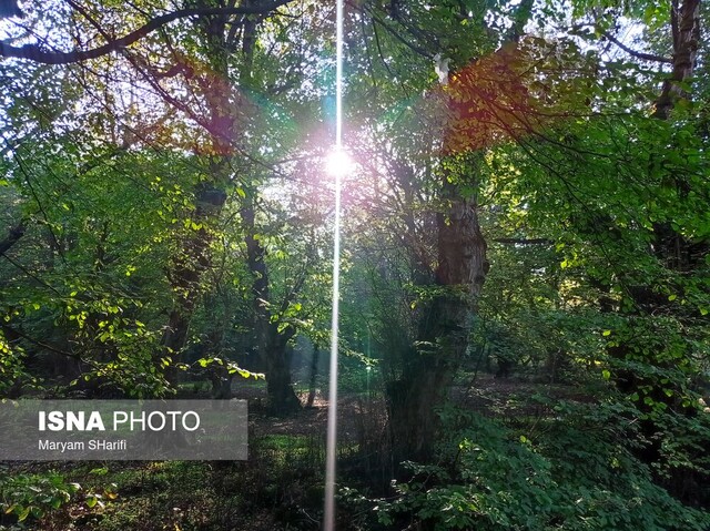 طبیعت گردی در جنگلهای هیرکانی - «نومل» گرگان