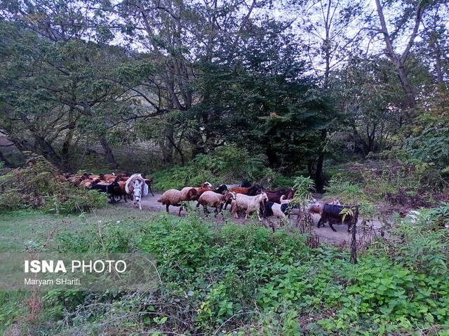 طبیعت گردی در جنگلهای هیرکانی - «نومل» گرگان