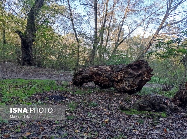 طبیعت گردی در جنگلهای هیرکانی - «نومل» گرگان