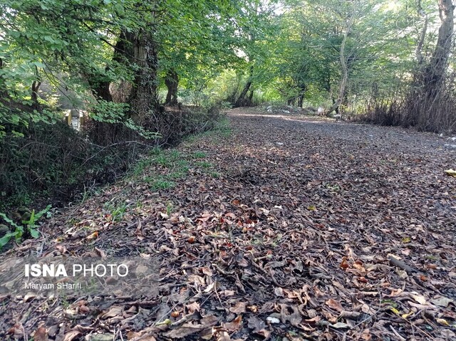 طبیعت گردی در جنگلهای هیرکانی - «نومل» گرگان