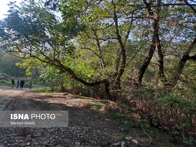 طبیعت گردی در جنگلهای هیرکانی - «نومل» گرگان