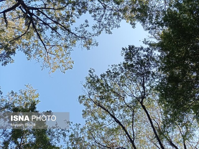 طبیعت گردی در جنگلهای هیرکانی - «نومل» گرگان