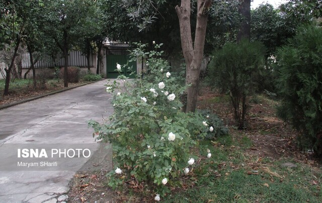 جلوههای چشم نواز شهرک امام خمینی (ره) گرگان