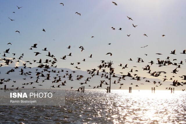افزایش ۴۵ سانتیمتری تراز آب خلیج گرگان/ آشتی پرندگان مهاجر با خلیج