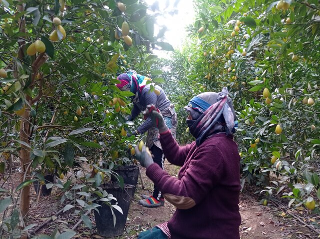 برداشت «لایم کوات» از گلخانههای گلستان