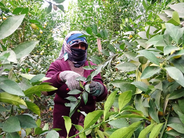 برداشت «لایم کوات» از گلخانههای گلستان