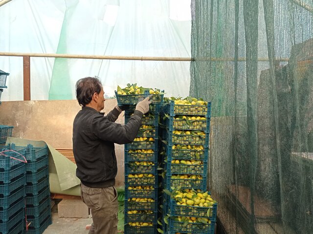 برداشت «لایم کوات» از گلخانههای گلستان