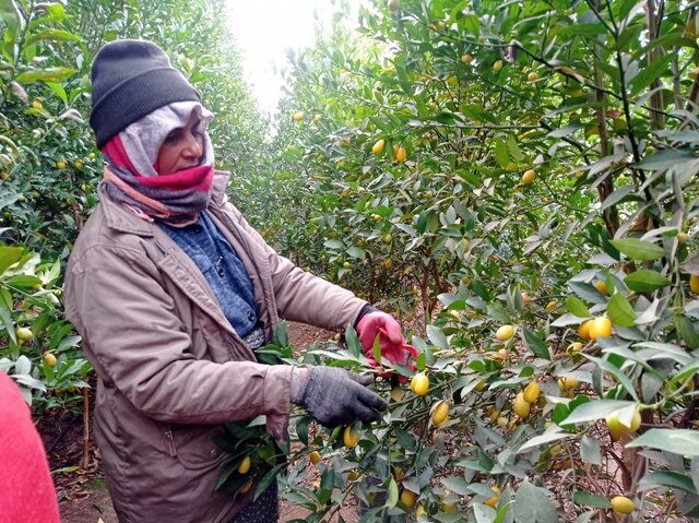 برداشت «لایم کوات» از گلخانههای گلستان