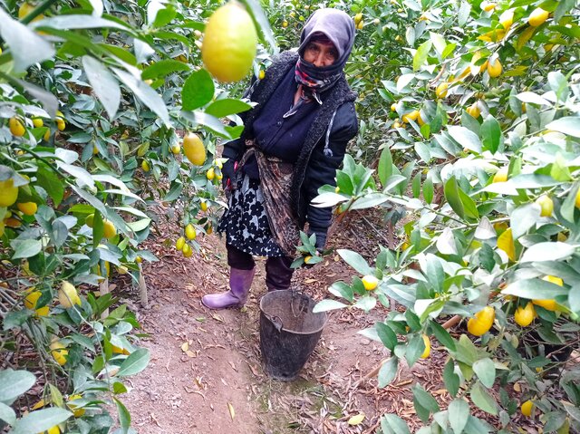 برداشت «لایم کوات» از گلخانههای گلستان