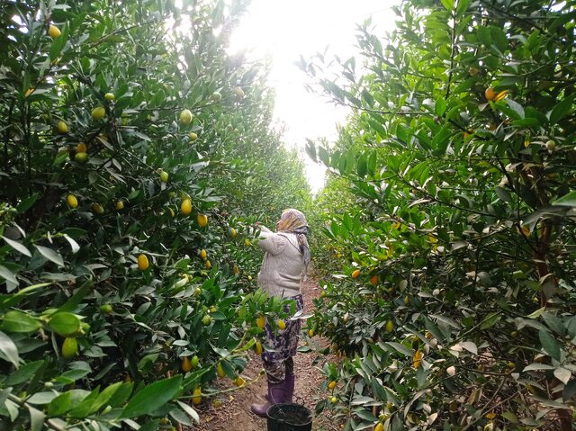 برداشت «لایم کوات» از گلخانههای گلستان